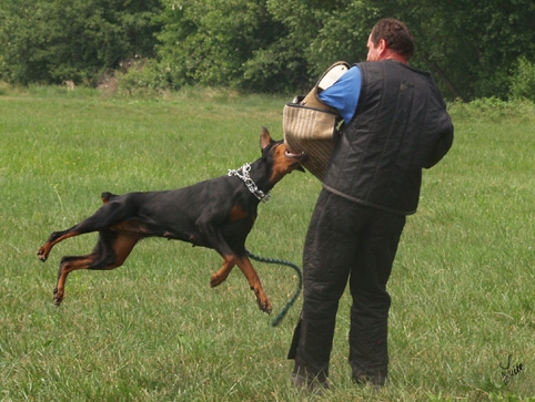 Dogs in training 6/2007